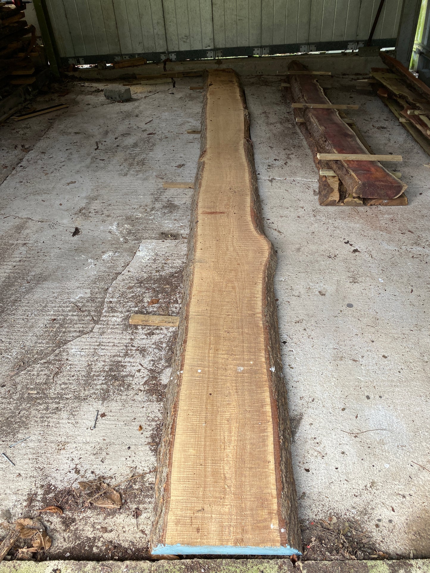 Long CEDAR Live Edge 494 cm Plank