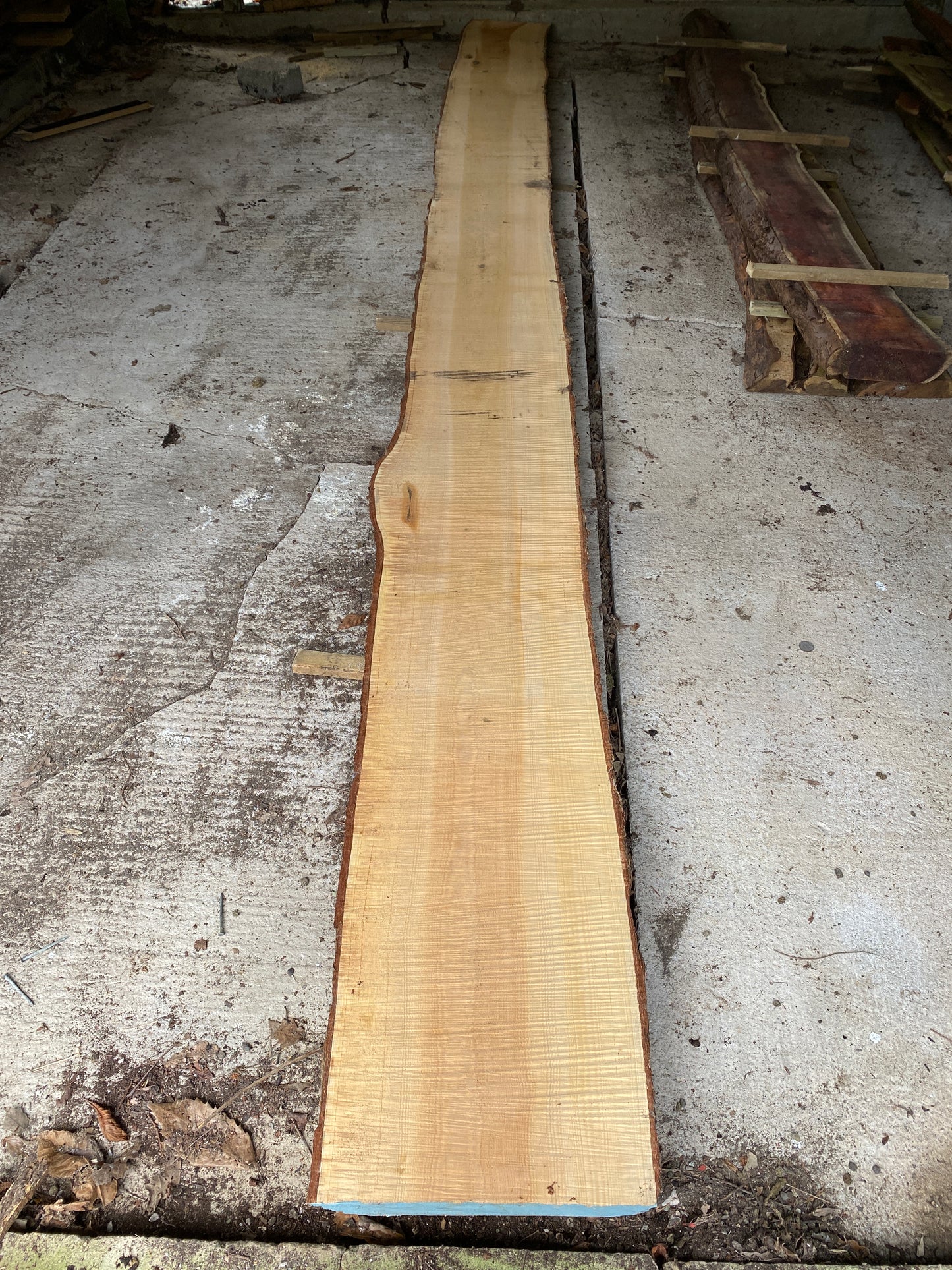 Long CEDAR Live Edge 494 cm Plank