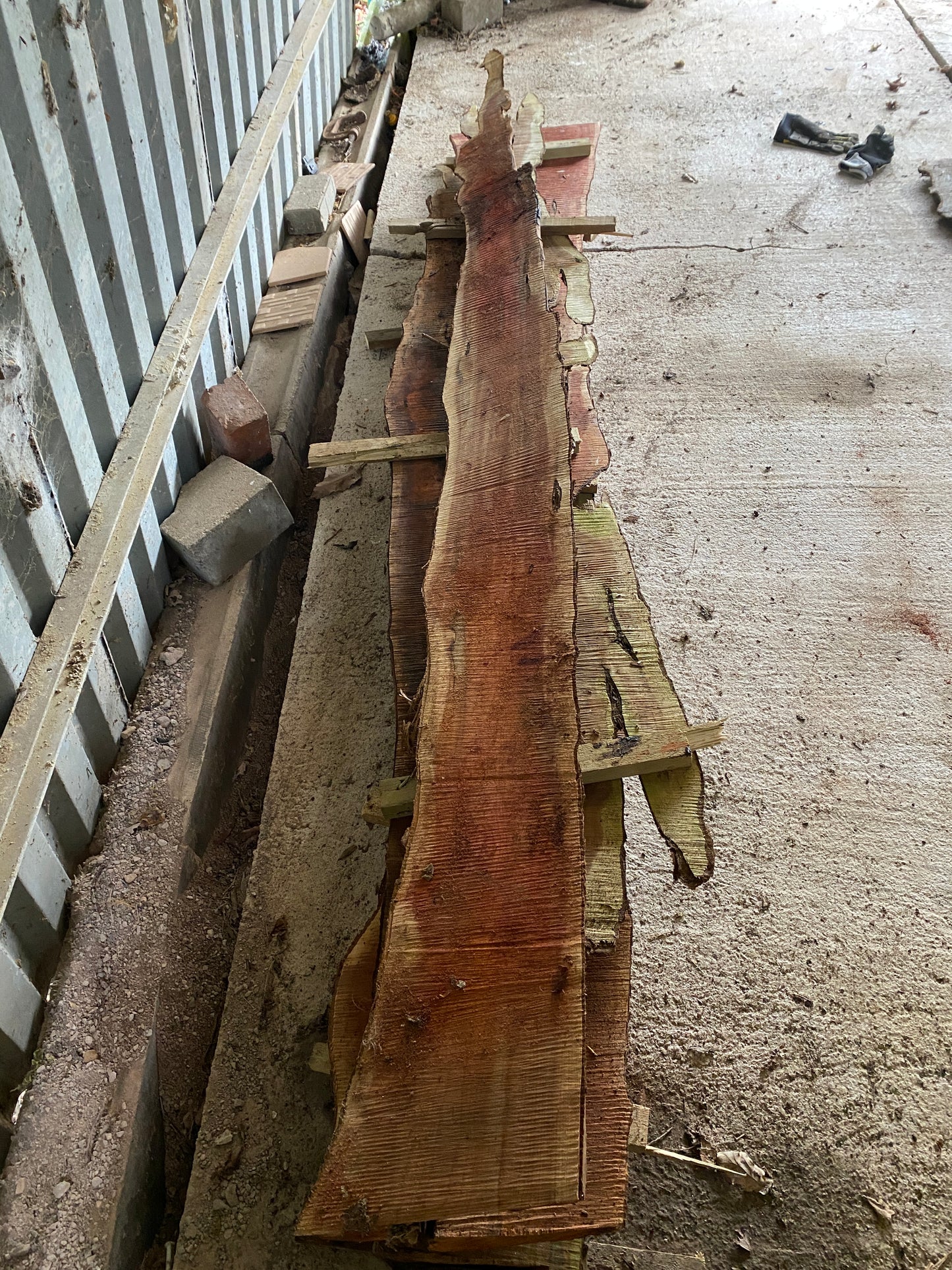 Yew Plank 245 cm