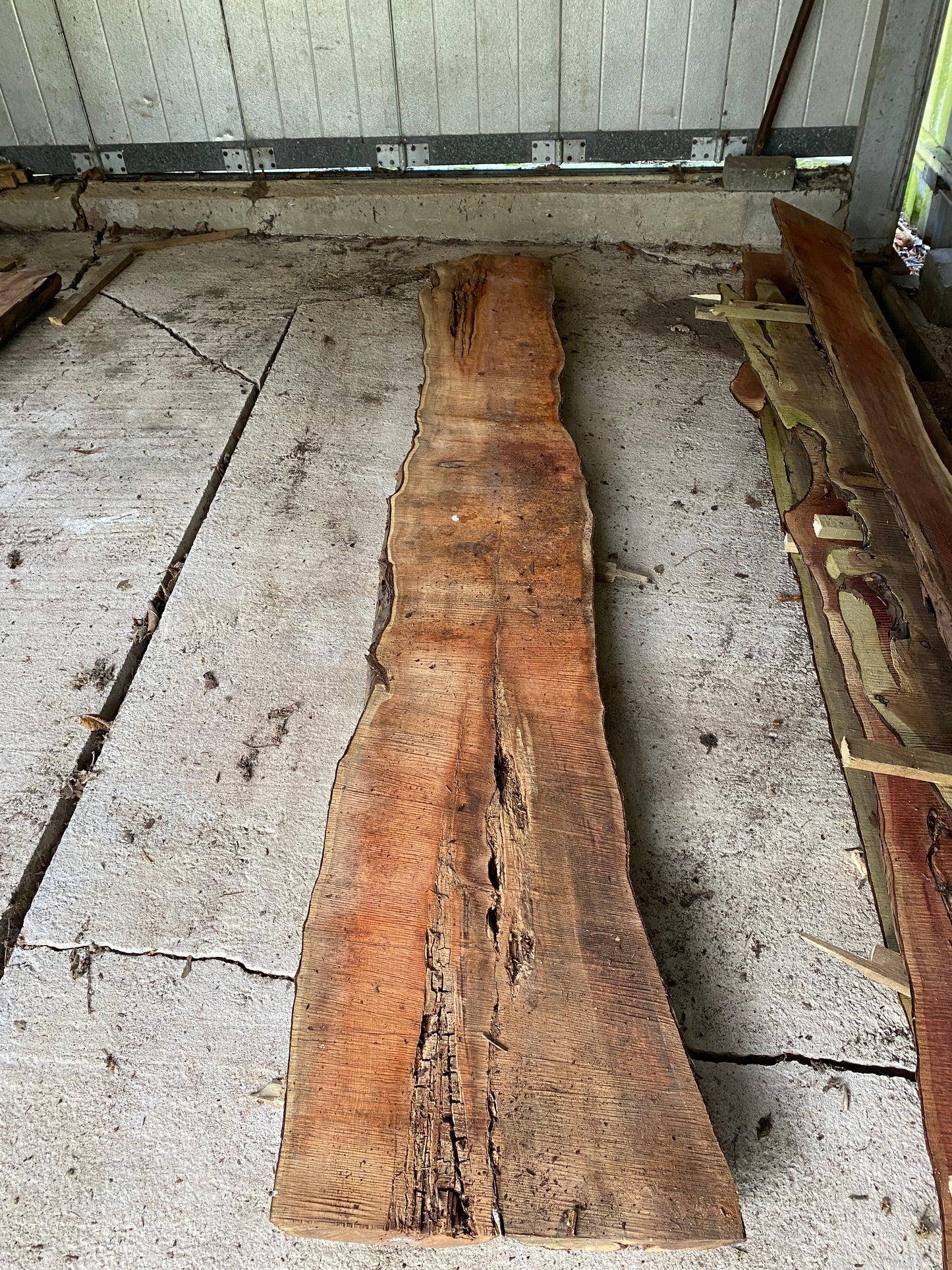 Yew Plank 262 cm