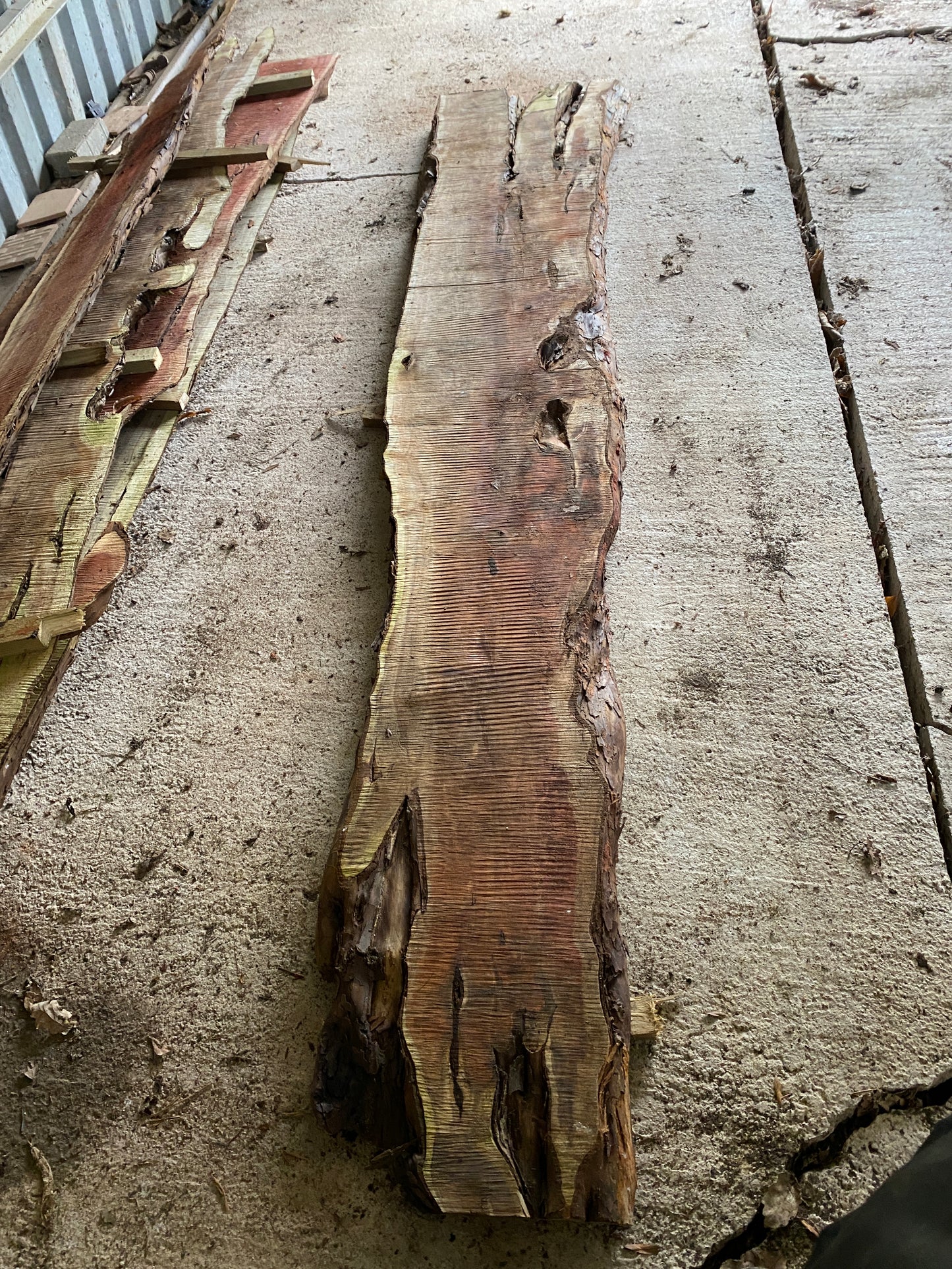 Yew Plank 262 cm