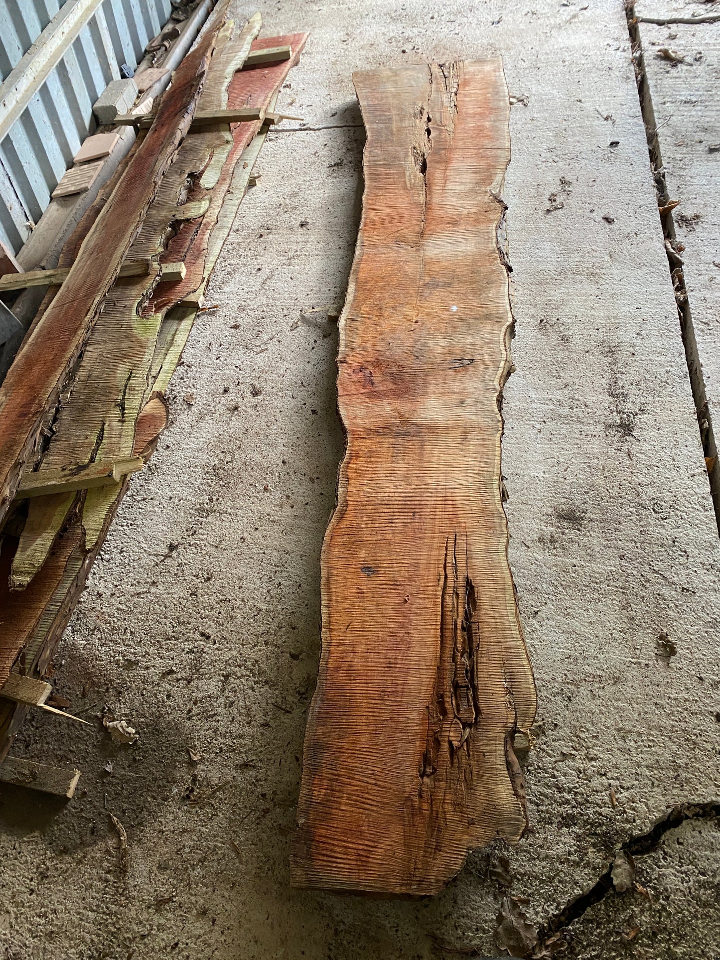 Yew Plank 262 cm