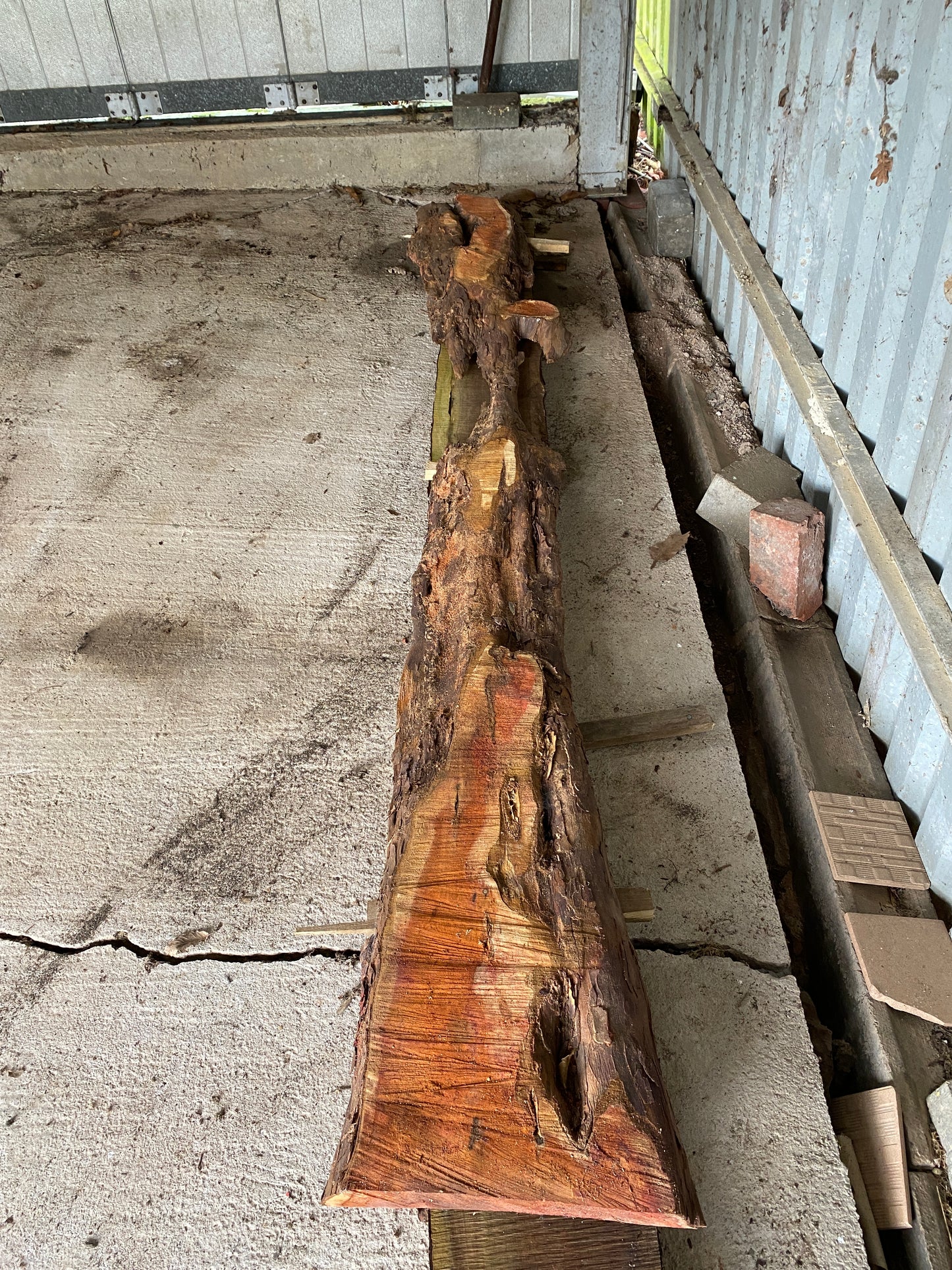 Yew Plank 240 cm