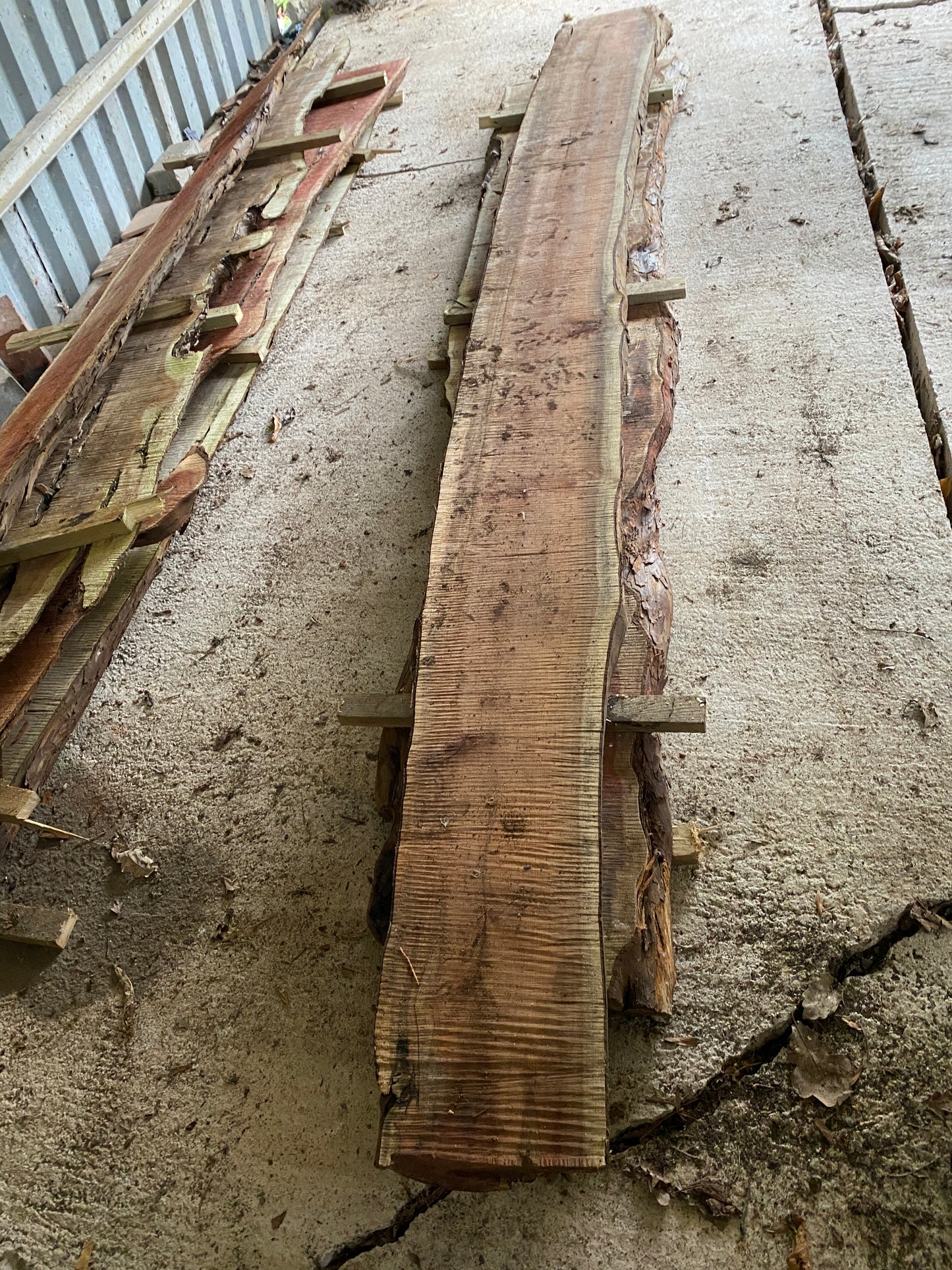 Yew Plank 265 cm