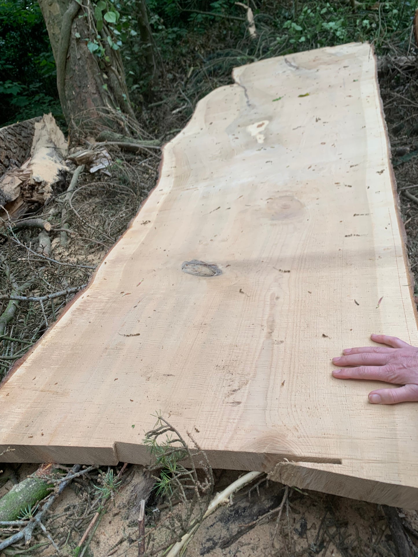 Long CEDAR Live Edge 494 cm Plank